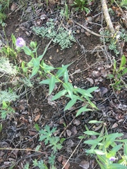 Erigeron subtrinervis