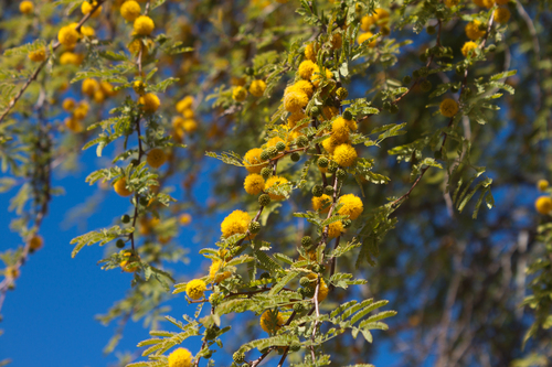 Sweet acacia