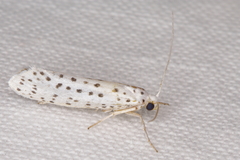 Yponomeuta multipunctella