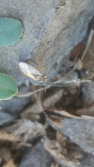 Geocoris pallens
