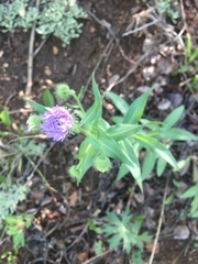 Erigeron subtrinervis