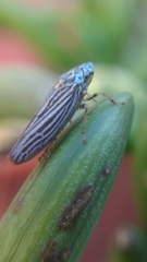 Graphocephala appropinquans