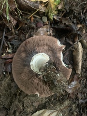 Agaricus augustus