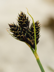 Carex parviflora