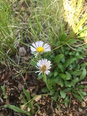 Erigeron formosissimus