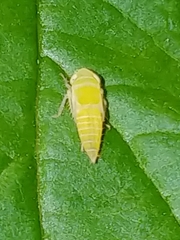 Graphocephala atropunctata