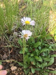 Erigeron formosissimus