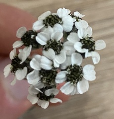 Achillea nana