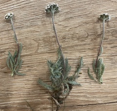 Achillea nana