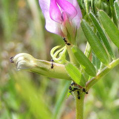 Tetramorium caespitum