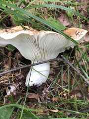 Russula brevipes brevipes