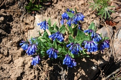 Mertensia longiflora