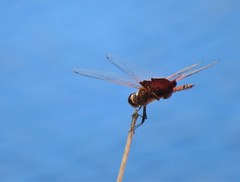 Tramea carolina