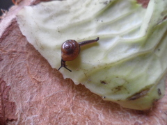Ovachlamys fulgens