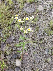 Media resource of Erigeron strigosus