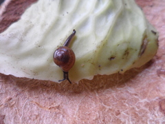 Ovachlamys fulgens