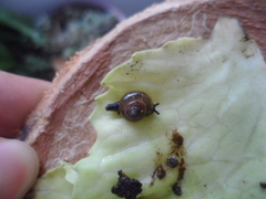 Ovachlamys fulgens