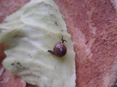 Ovachlamys fulgens