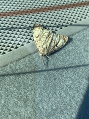 Evergestis pallidata