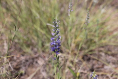 Veronica spicata