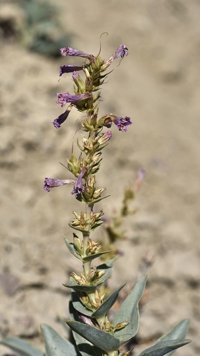 Flowers' beardtongue (Penstemon flowersii)