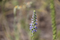 Veronica spicata