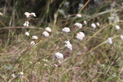 Gypsophila glomerata