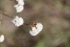 Gypsophila glomerata