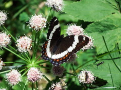Limenitis arthemis rubrofasciata
