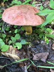 Baorangia