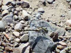 Ophiogomphus occidentis