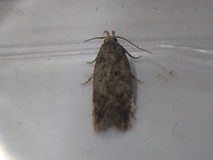 Bryotropha senectella