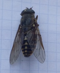 Tabanus bovinus
