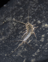Ctenolepisma lineatum