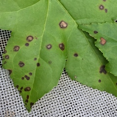 Cercospora liquidambaris