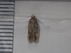 Bryotropha senectella