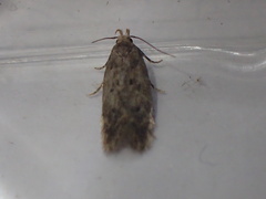 Bryotropha senectella