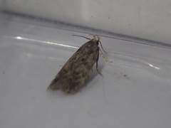 Bryotropha senectella