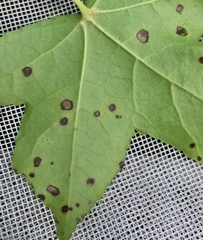 Cercospora liquidambaris