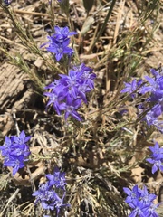 Eriastrum densifolium