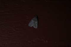Acronicta retardata