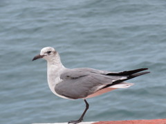 Leucophaeus atricilla