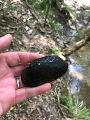 Unionoidea
