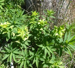 Euphorbia purpurea