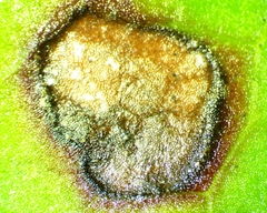 Cercospora liquidambaris