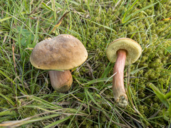 Hortiboletus bubalinus