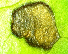 Cercospora liquidambaris