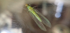 Nacarina