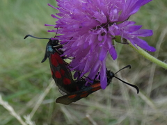 Zygaena cynarae