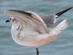 Leucophaeus atricilla